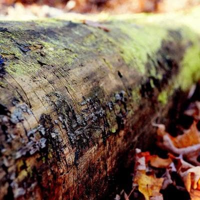 Rip Curl Dawn Patrol 3/2 Chest Zip Wetsuit