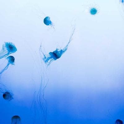 Yeti Lowlands Blanket